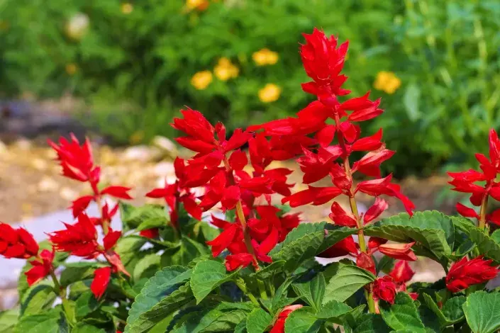 Šalvěj zářivá (Salvia splendens) 