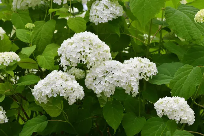 Hortenzie stromečkovitá (Hydrangea arborescens) 