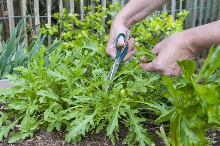 Roketa setá (Eruca sativa) Roketa setá (Eruca sativa)