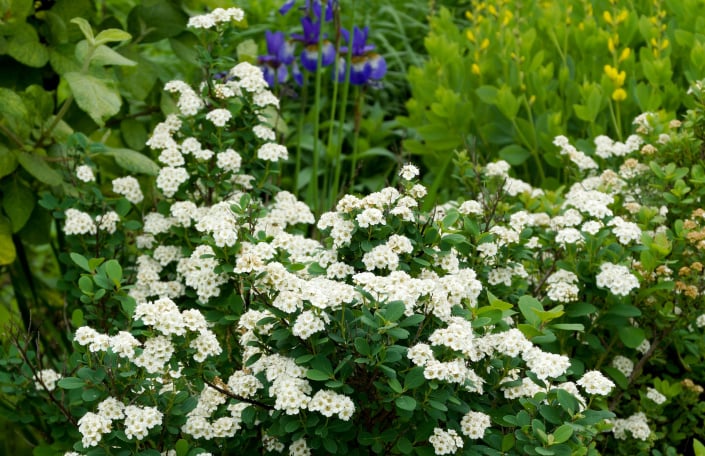Tavolník břízolistý (Spiraea betulifolia) 