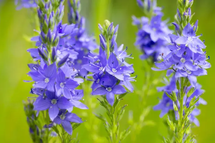 Rozrazil ožankový (Veronica teucrium)
