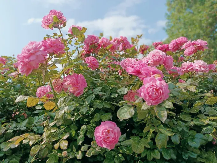 Rozárium v Olomouci