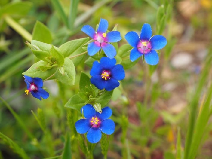 Drchnička rolní (Anagallis arvensis) 