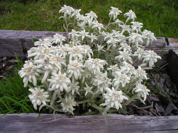 Alpská protěž (Leontopodium alpinum) 