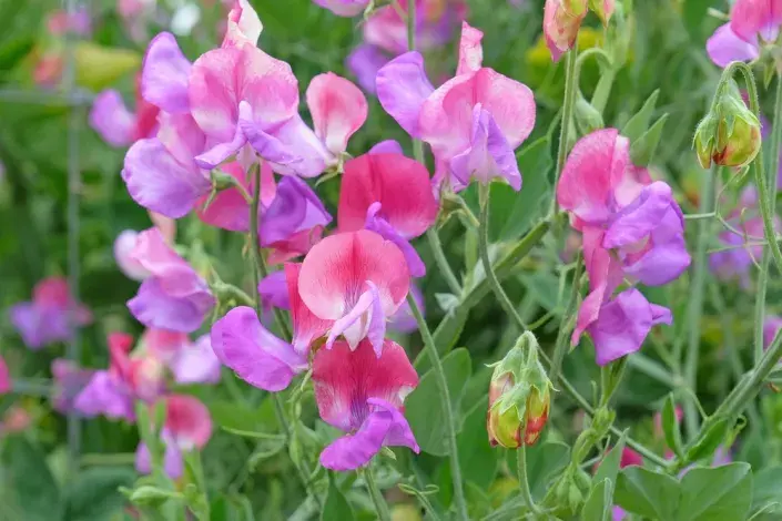 Hrachor vonný (Lathyrus odoratus) 