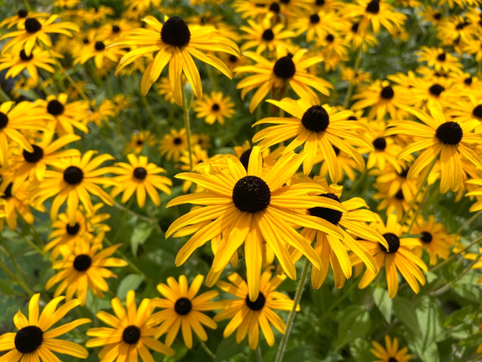 rudbekie