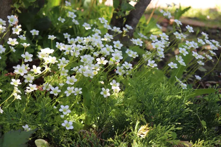 půdopokryvné trvalky