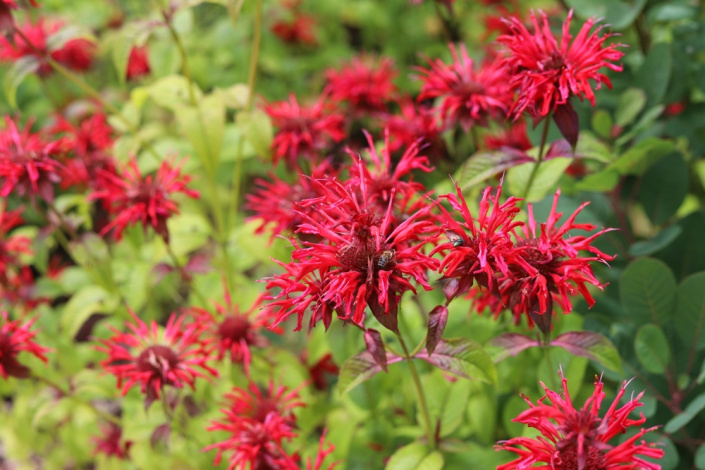 Zavinutka podvojná (Monarda didyma)