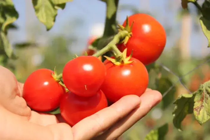 Péče v srpnu rozhodne, jakou budete mít úrodu Péče v srpnu rozhodne, jakou budete mít úrodu