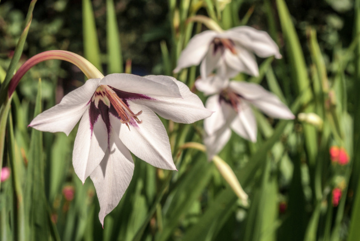 Habešský mečík nebo také vonný mečík či acidanthera (Gladiolus murielae)