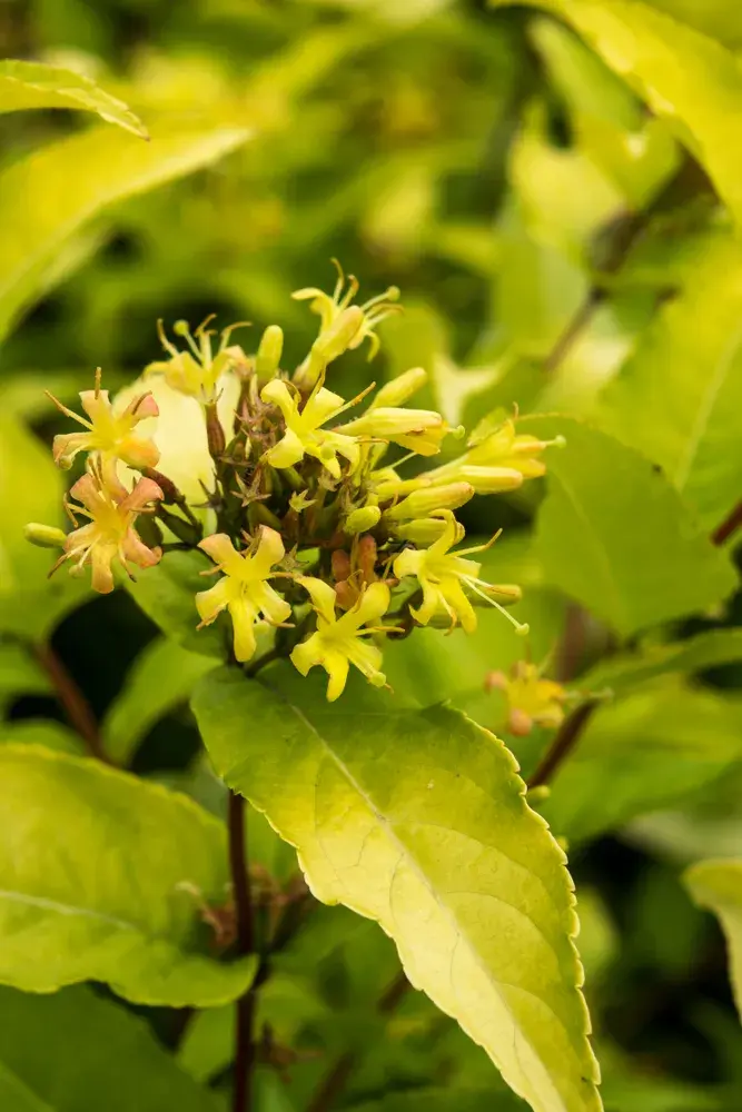 Zanice potoční Zanice potoční