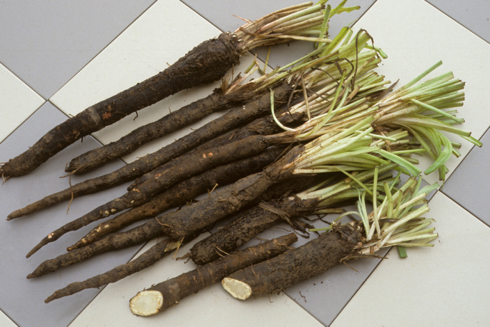 Černý kořen (Scorzonera hispanica)