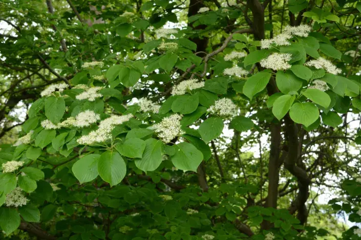 Svída sporná Svída sporná