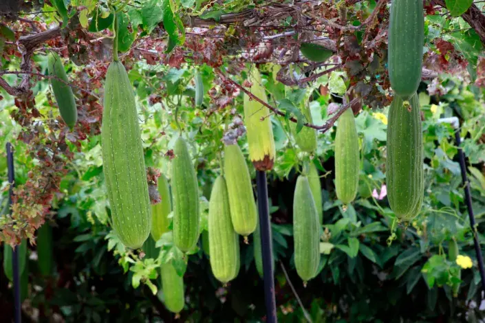 Lufa válcovitá (Luffa cylindrica či Luffa aegyptiaca) 