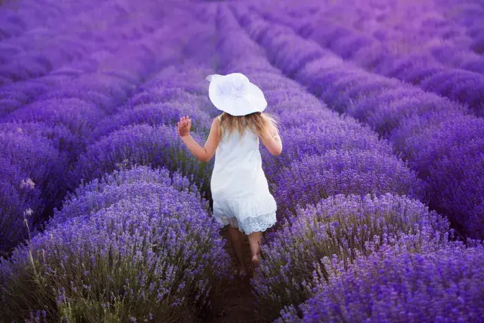 Levandule v zahradě