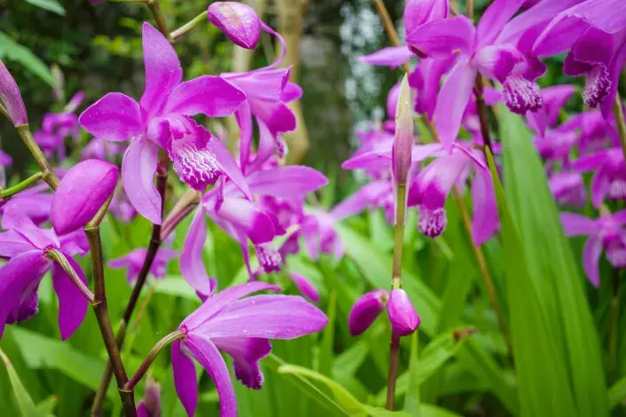 japonská orchidej (Bletilla)