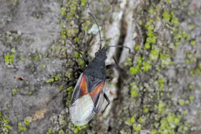 Blánatka lipová Blánatka lipová