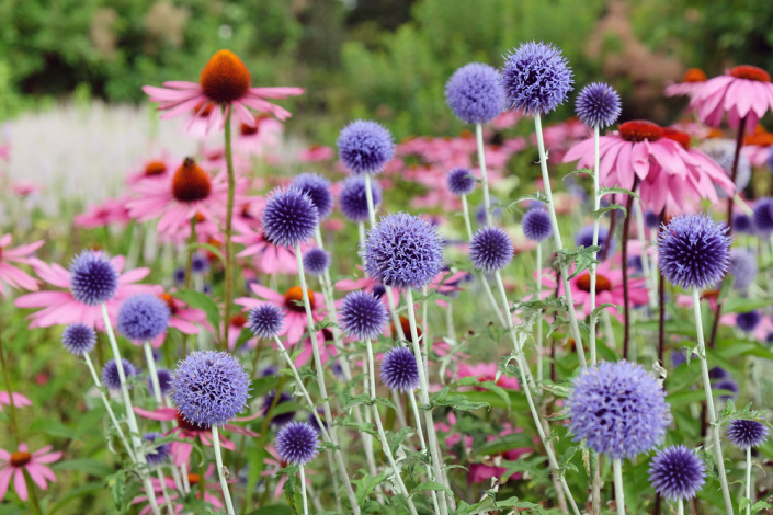 Bělotrn modrý (Echinops ritro) 