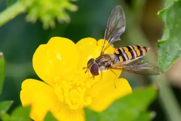 Pestřenka rybízová