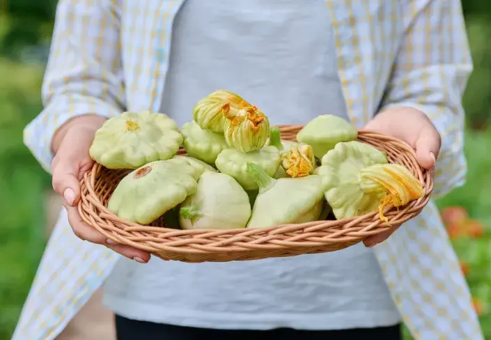 Patizony (Cucurbita pepo var. patissoniana) Patizony (Cucurbita pepo var. patissoniana)