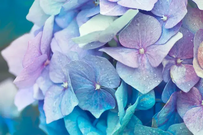 Modré hortenzie 