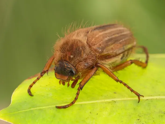 Chroustek letní Chroustek letní