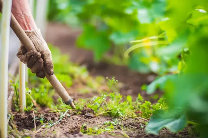 Odstraňování plevele Odstraňování plevele