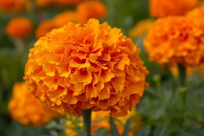 Afrikán vzpřímený