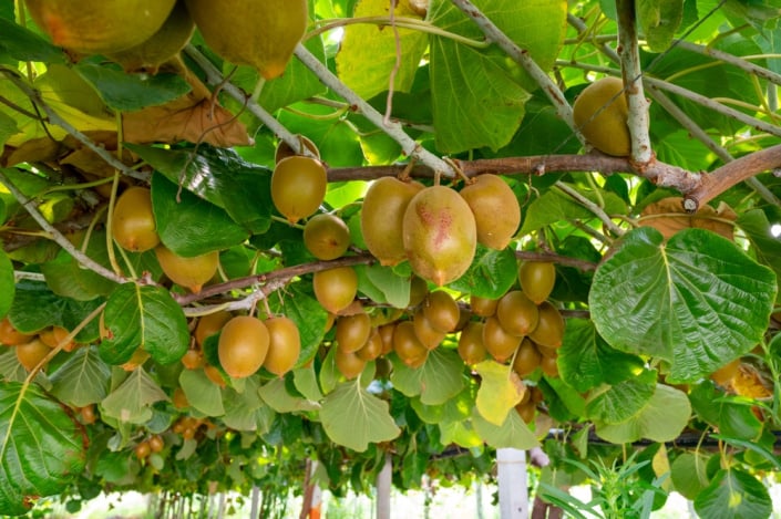 Kiwi
