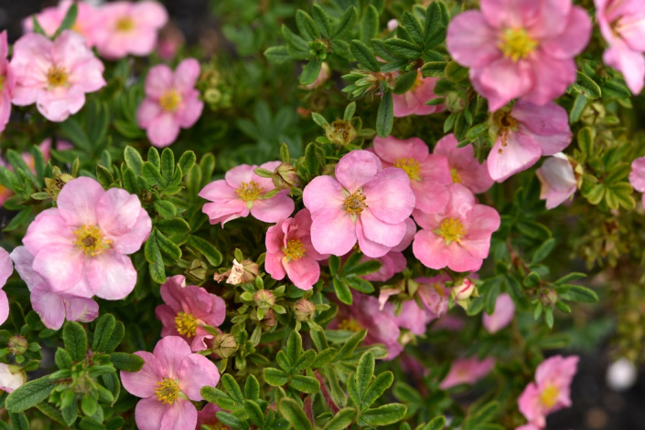 Mochnovec křovitý (Dasiphora fruticosa) 