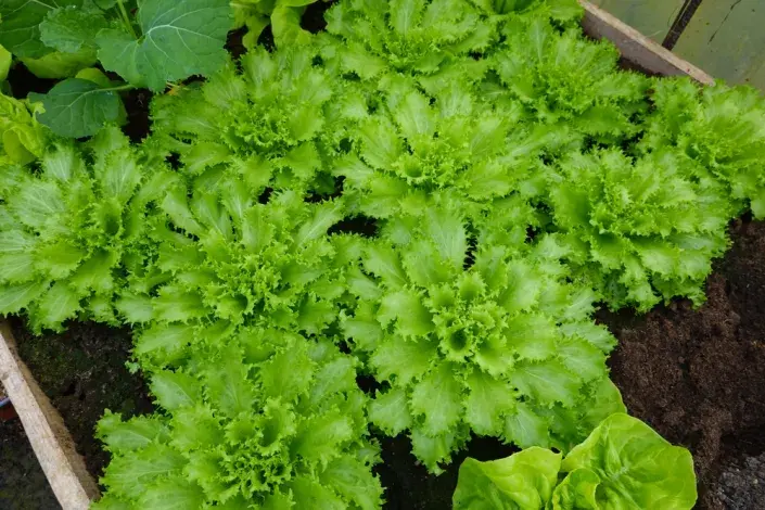 zimní štěrbák neboli endivie (Cichorium endivia) zimní štěrbák neboli endivie (Cichorium endivia)