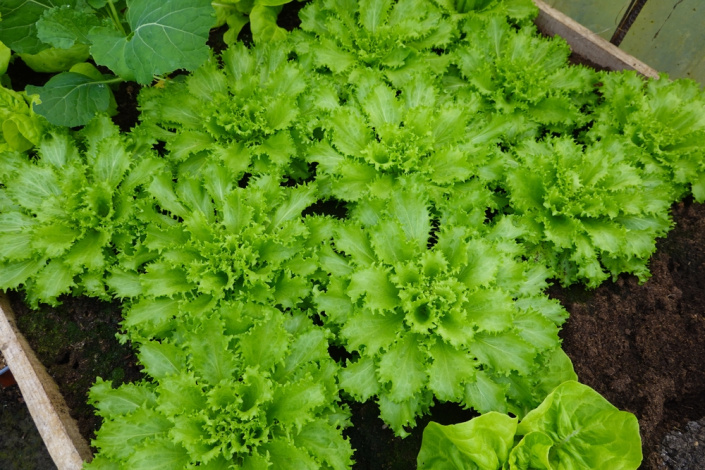 zimní štěrbák neboli endivie (Cichorium endivia) 
