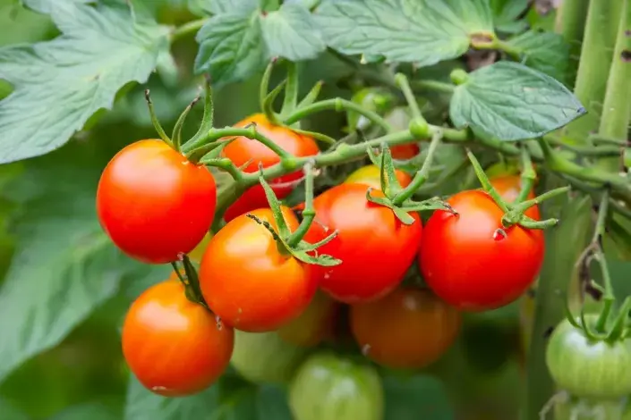 septoriová skvrnitost rajčat 