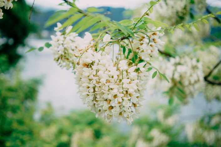 Jerlín japonský (Styphnolobium japonicum či Sophora japonica) 