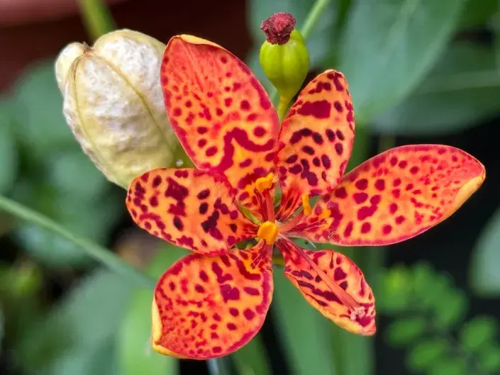 Angínovník Angínovník