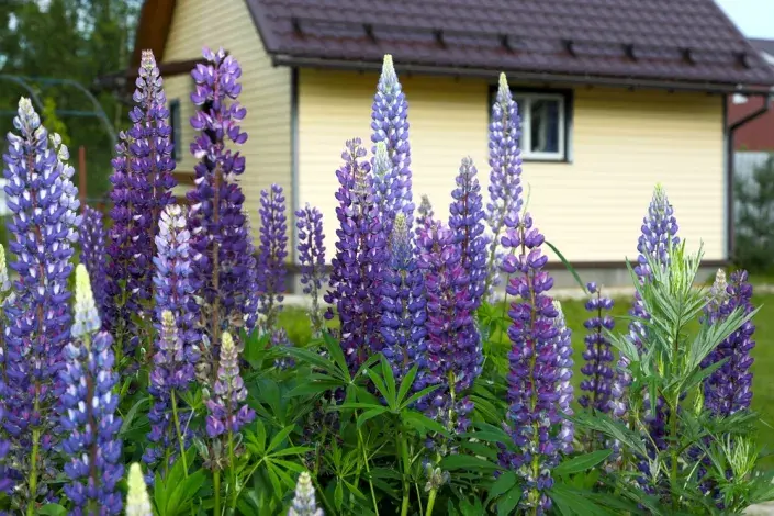 Nové nařízení EU 2025 o invazních rostlinách Nové nařízení EU 2025 o invazních rostlinách