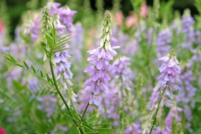 Jestřabina lékařská (Galega officinalis) 
