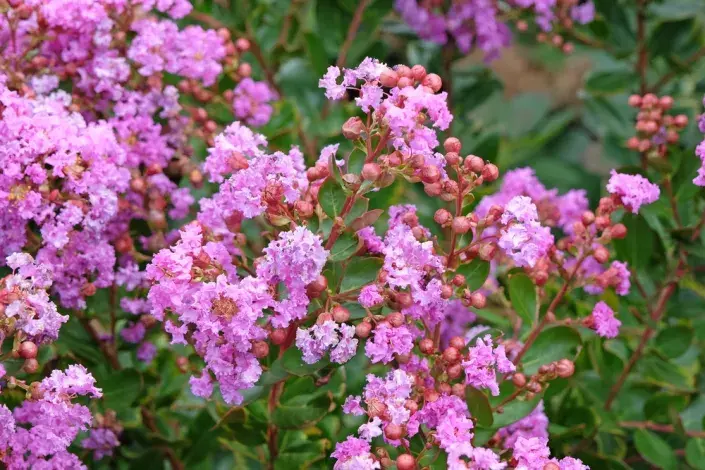 Pukol indický (Lagerstroemia indica) 