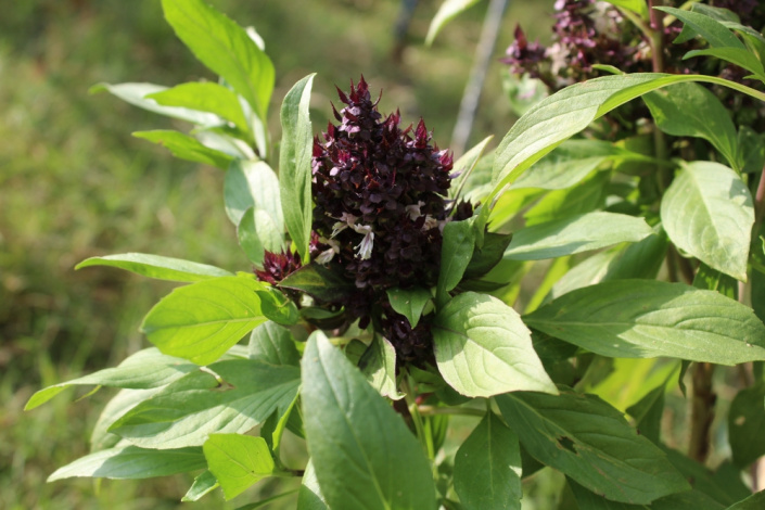 Bazalka Siamská královna (Ocimum basilicum 'Siam Queen') 