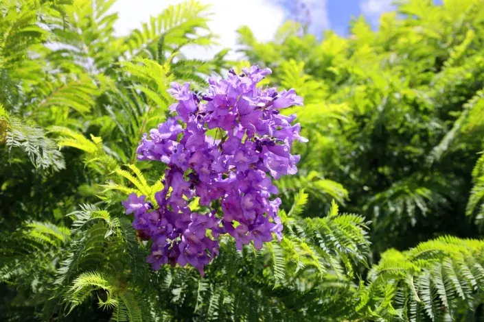 Žakaranda mimózolistá Žakaranda mimózolistá