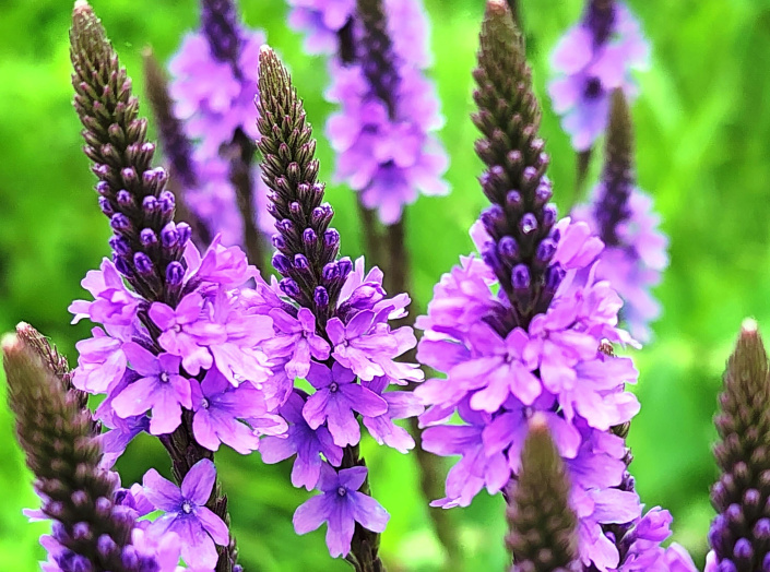 Sporýš přímý (Verbena stricta) 