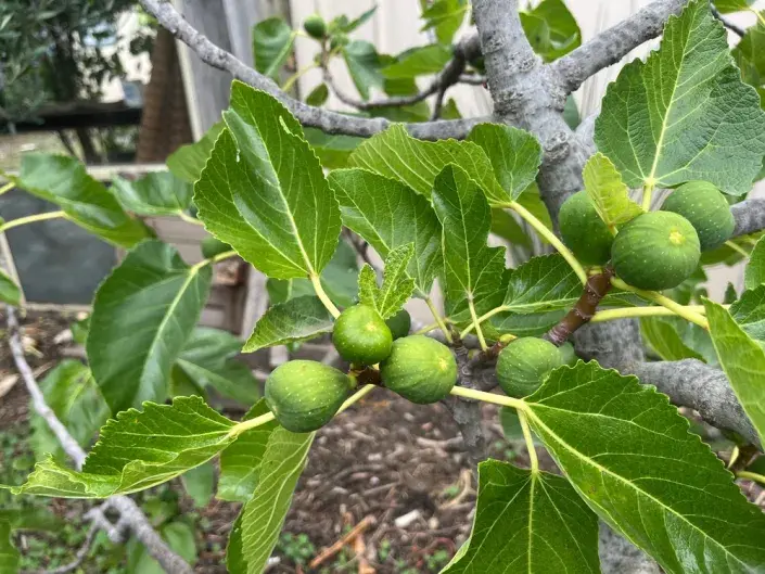 Pěstování fíkovníku Pěstování fíkovníku