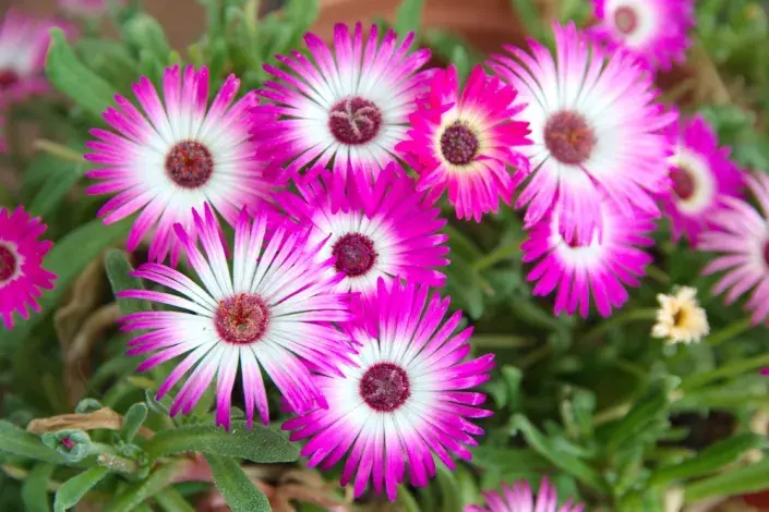 Kosmatec sedmikráskovitý (Dorotheanthus bellidiformis) Kosmatec sedmikráskovitý (Dorotheanthus bellidiformis)