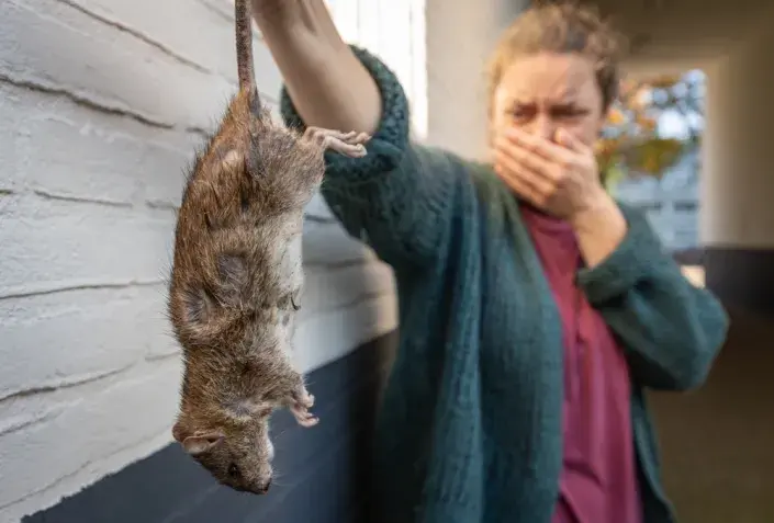 Krysa v zahradě Krysa v zahradě