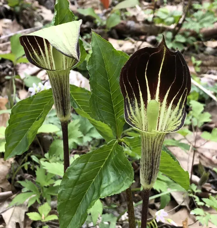 Arizéma je skutečná kráska