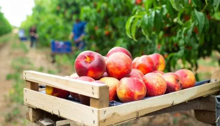 Sklizeň nektarinek Sklizeň nektarinek