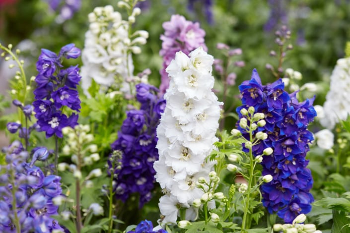 Stračka (Delphinium) 