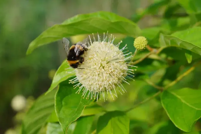 Hlavoš západní (Cephalanthus occidentalis) Hlavoš západní (Cephalanthus occidentalis)