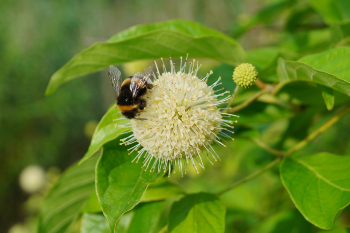 Hlavoš západní (Cephalanthus occidentalis)