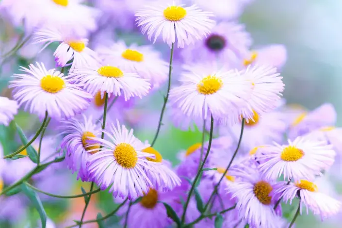 Turan nádherný Turan nádherný